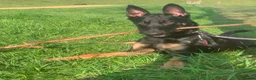 Mixed Breed dogs for sale: Dutch Herder For Sale  - Advert 4