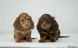Dachshund dogs for sale: Long haired miniature dachshunds  - Image 16