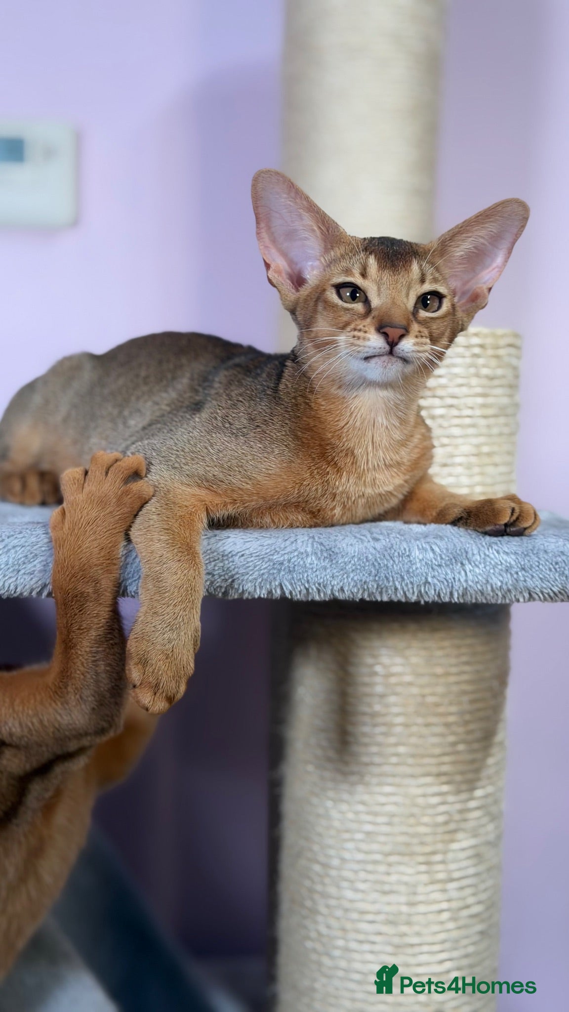 Abyssinian cats Gorgeous Abyssinian ruddy girls🤎❤️ - Advert 2