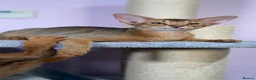 Abyssinian cats for sale: Gorgeous Abyssinian ruddy girls🤎❤️ - Advert 2