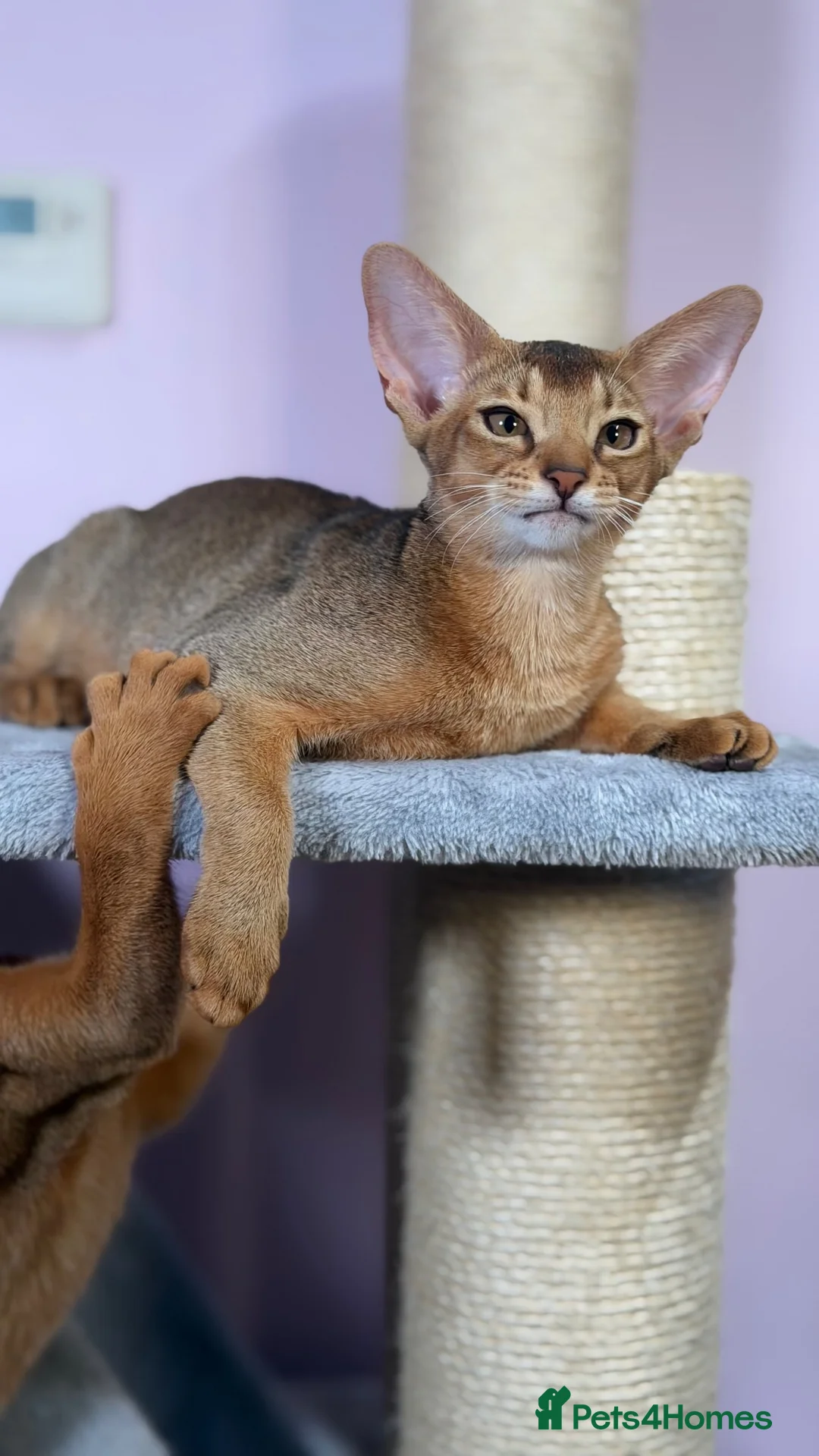 Abyssinian cats for sale: Gorgeous Abyssinian ruddy girls🤎❤️ - Advert 2