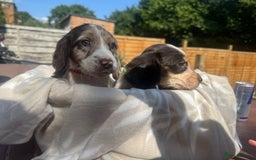 Cocker Spaniel dogs for sale: Beautiful Cocker Spaniel Puppies - Image 5