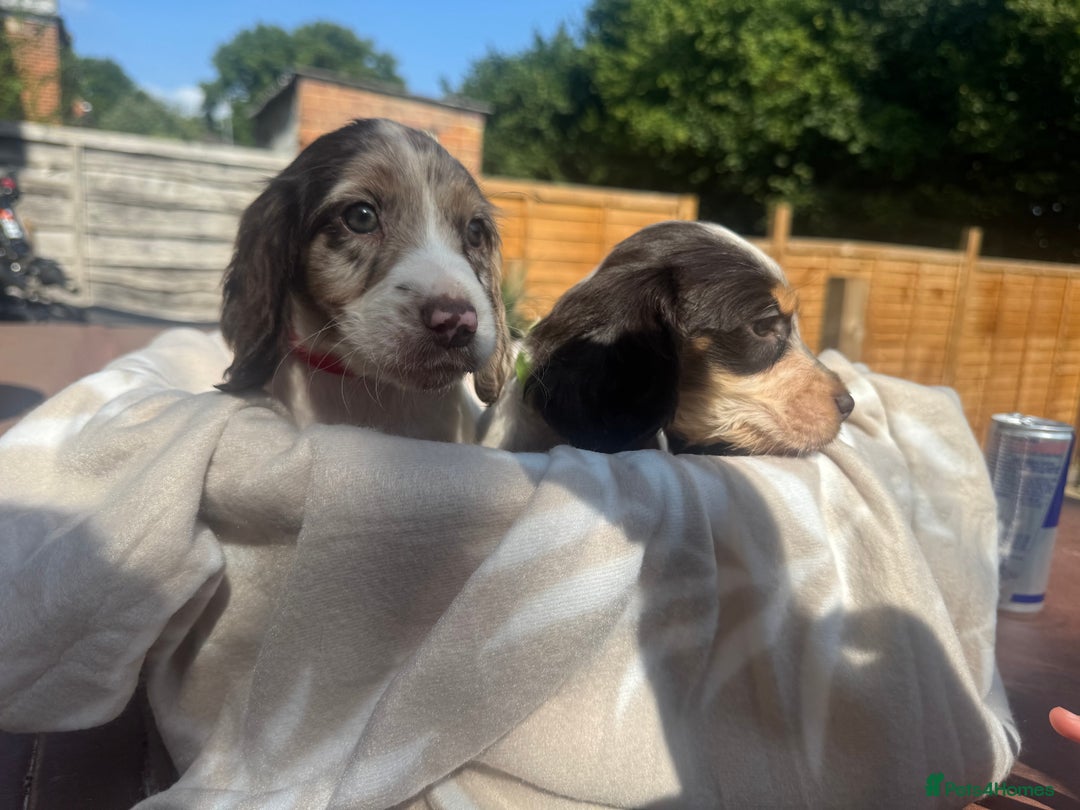 Cocker Spaniel dogs for sale: Beautiful Cocker Spaniel Puppies - Image 5
