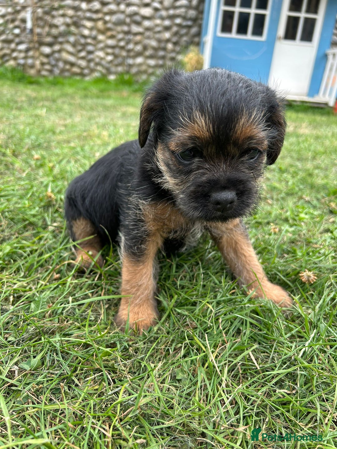 Border Terrier dogs for sale: Two beautiful Border Terriers dog puppies - Image 8
