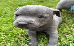 Staffordshire Bull Terrier dogs for sale: Blue Staffordshire Bull Terrier Puppies KC reg - Image 11