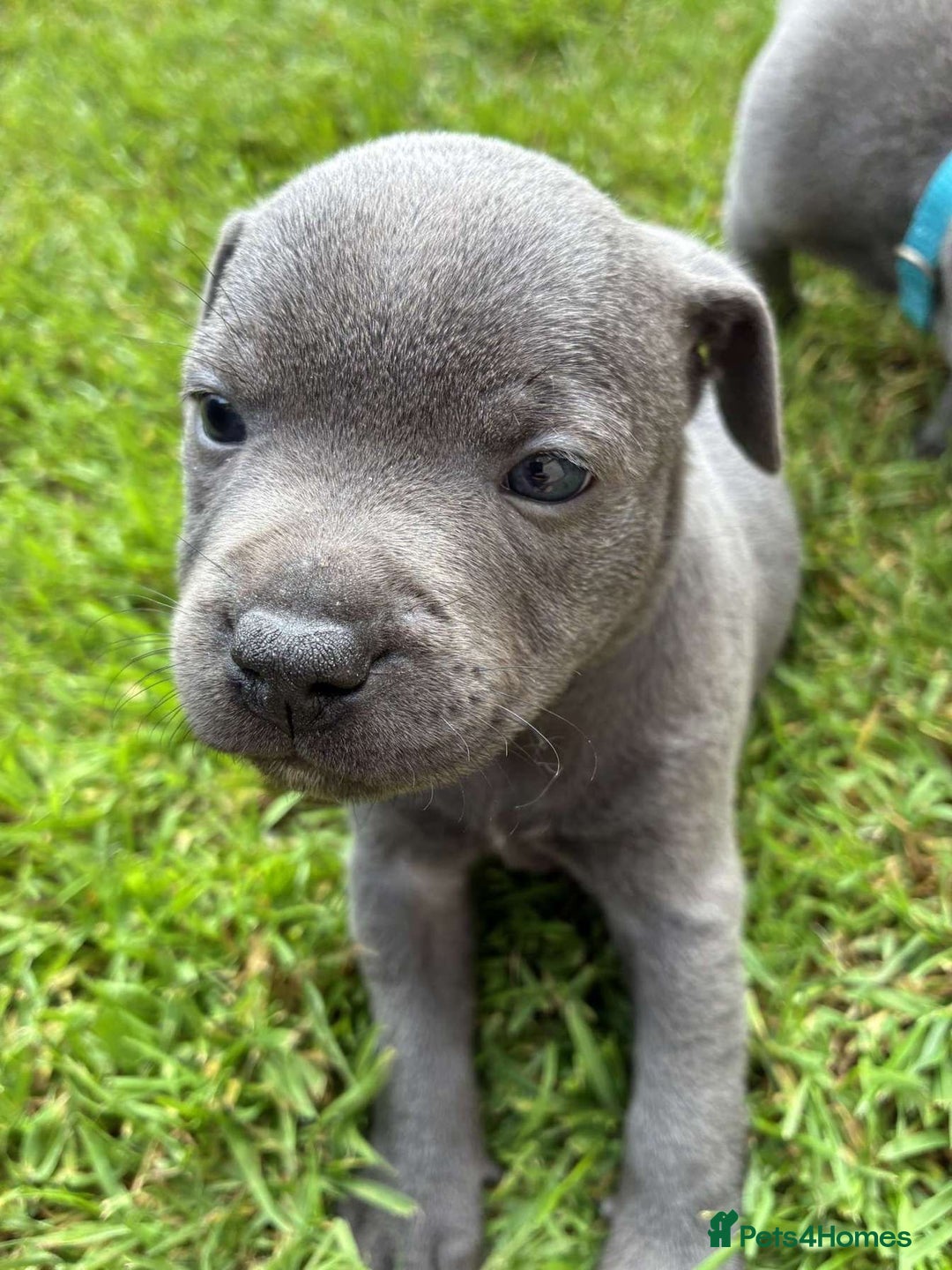 Staffordshire Bull Terrier dogs for sale: Blue Staffordshire Bull Terrier Puppies KC reg - Image 11