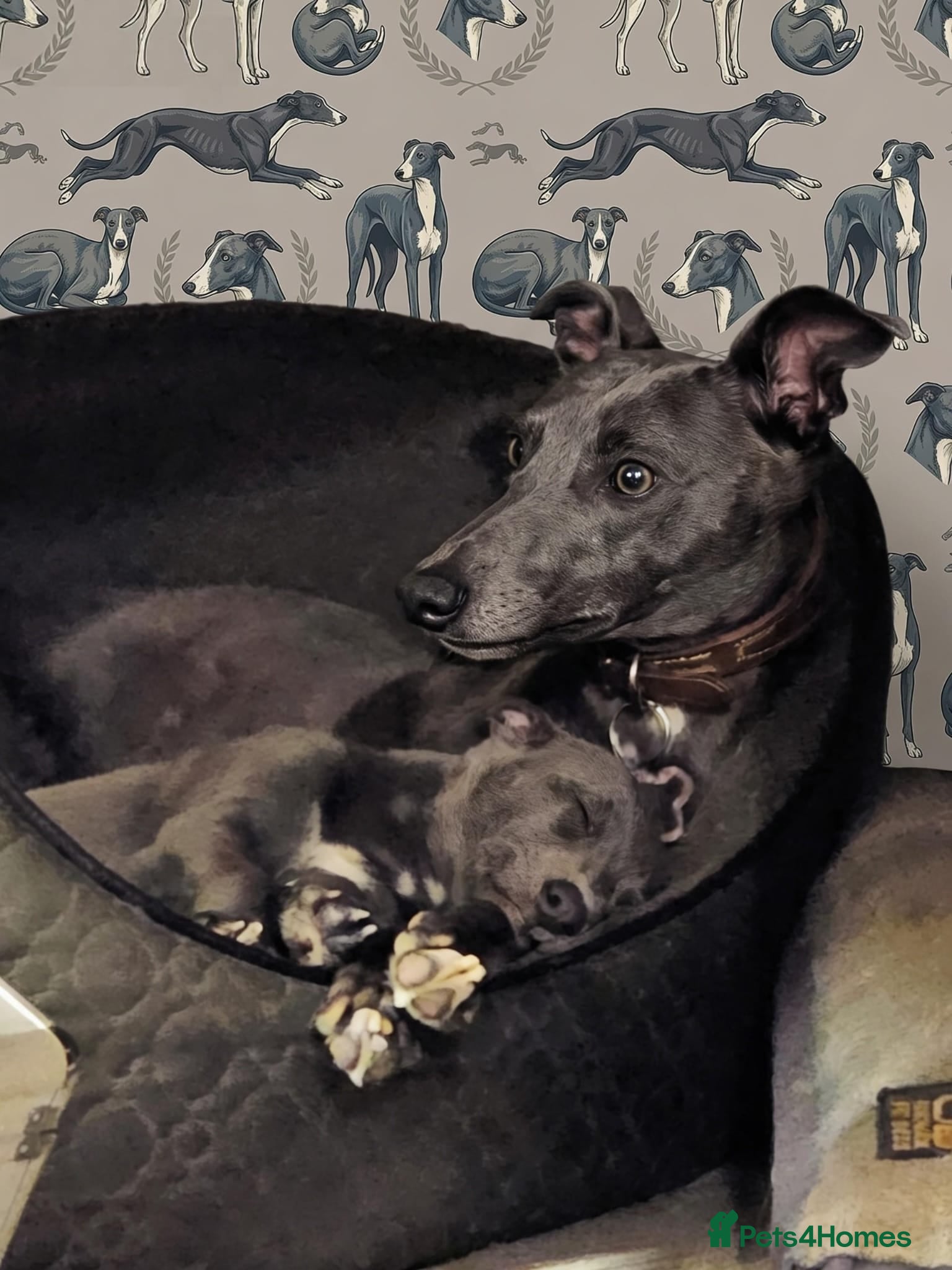Whippet dogs Whippet puppies for sale - Advert 13