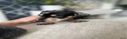 Miniature Dachshund dogs for sale: KC registered miniature dachshunds READY NOW - Advert 8