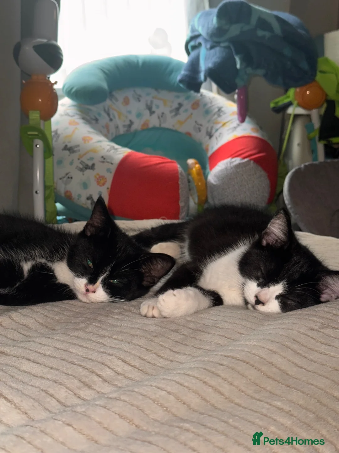 Mixed Breed cats for sale: Two female cat  in Hull - Advert 1