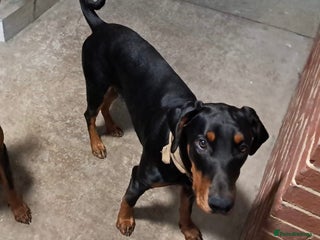 Dobermann dogs Beautiful Doberman boy - Advert 2