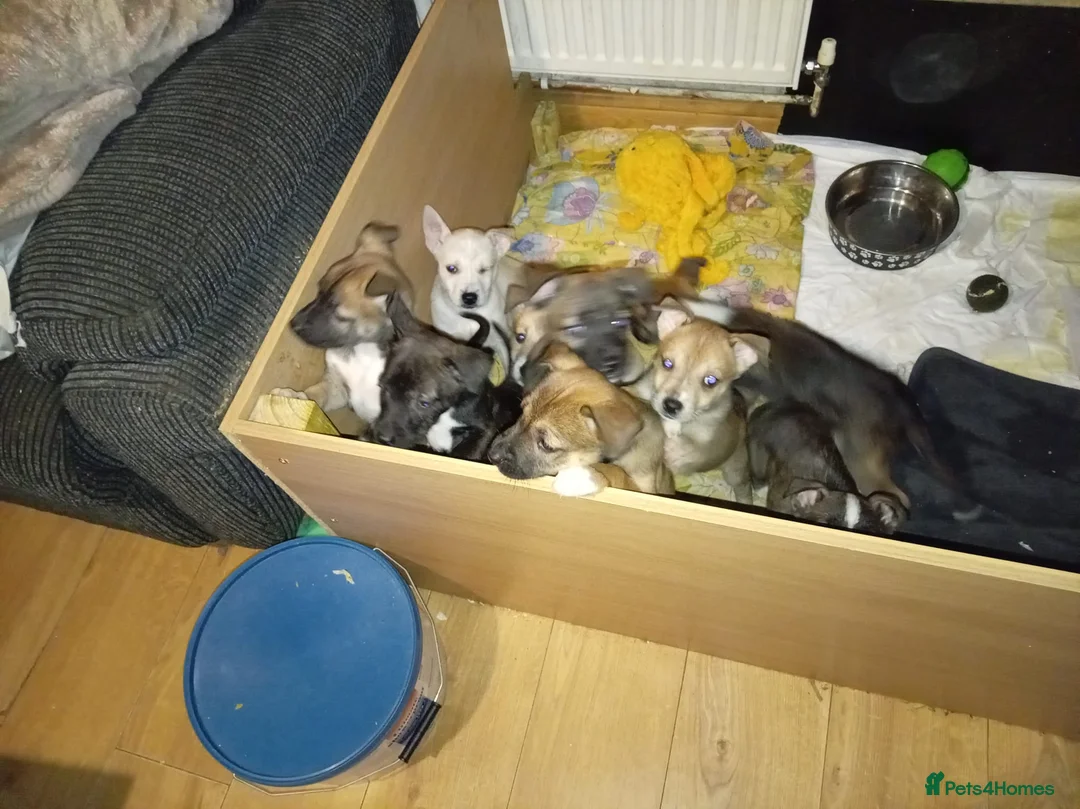 Mixed Breed dogs for sale: Puppies  - Advert 1