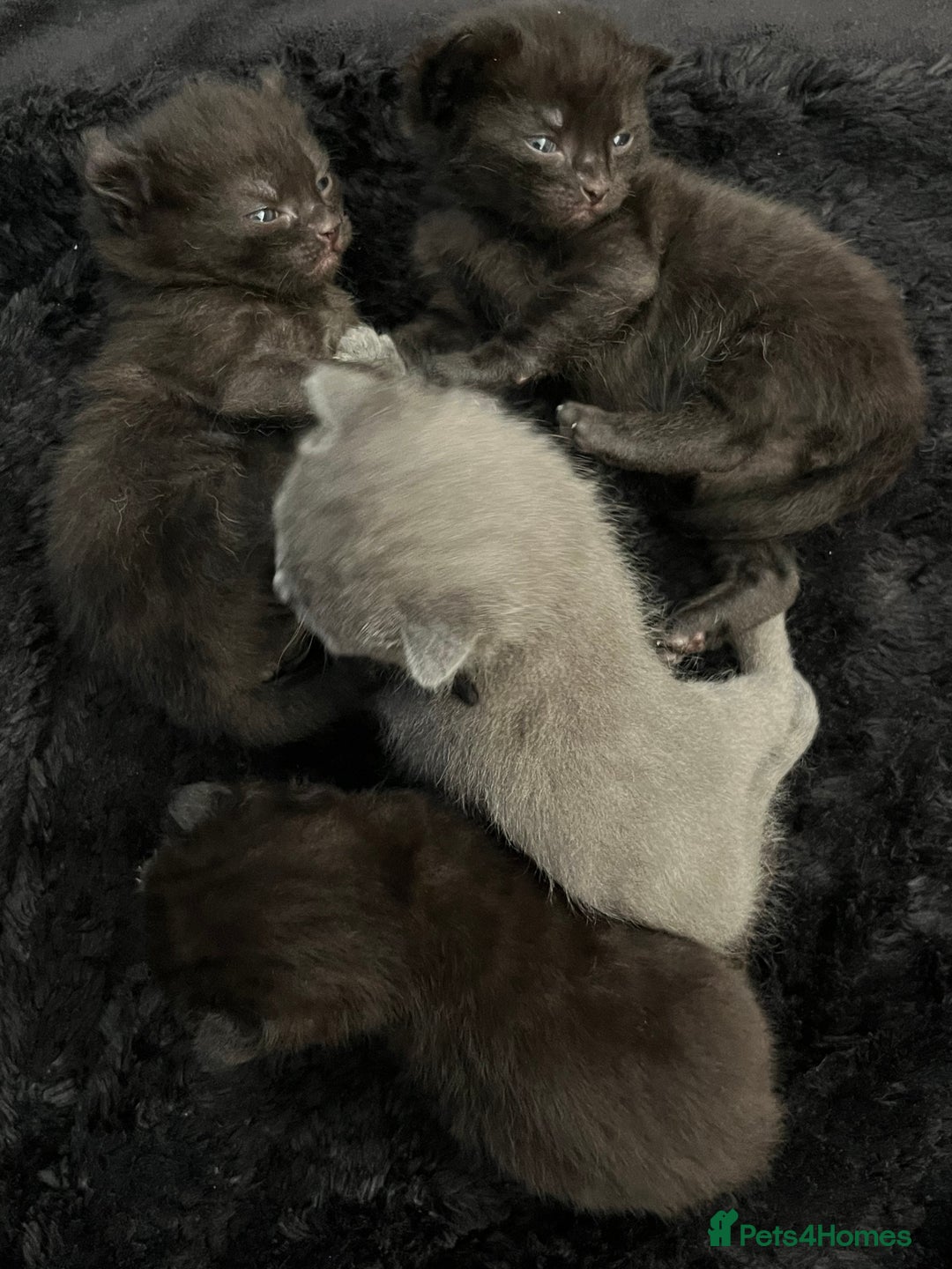 Sphynx cats for sale: Sphynx elf X kittens 🧝‍♀️🧝‍♂️ - Advert 5