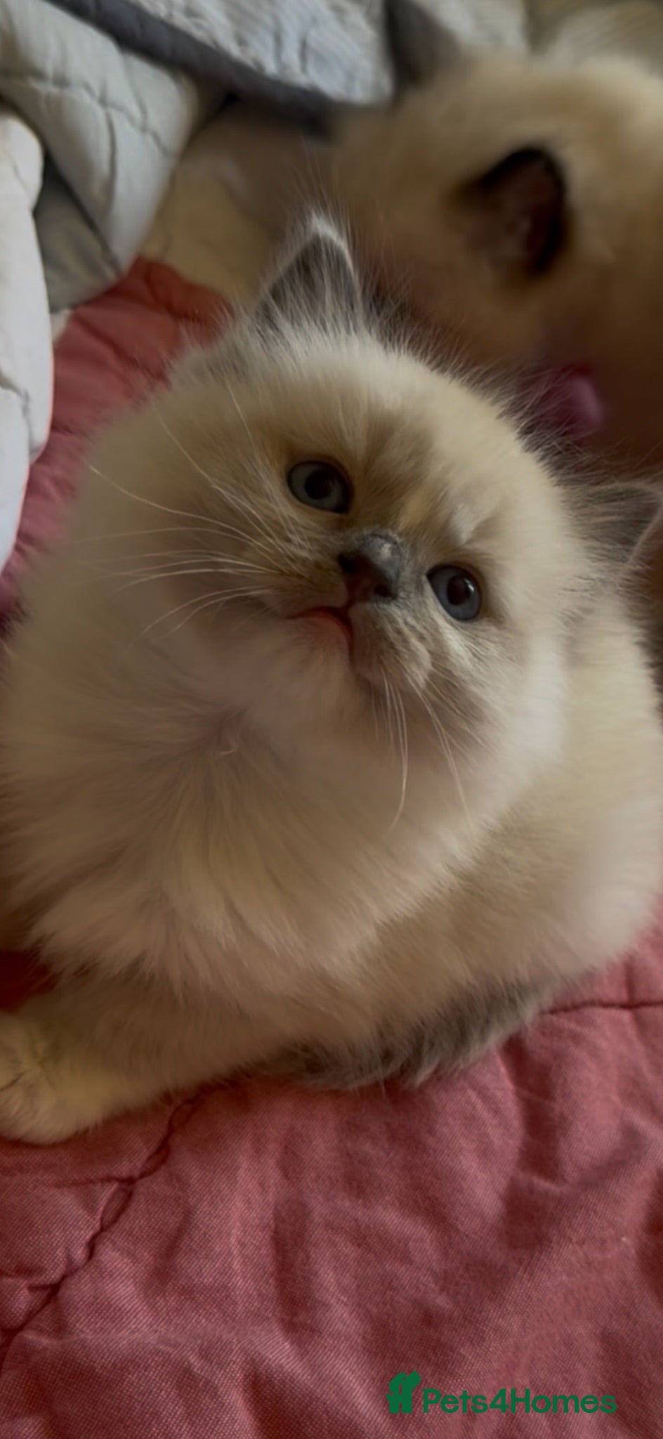 Ragdoll cats Adorable ragdoll kittens ready to go home  - Advert 11