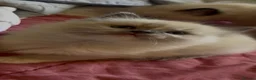 Ragdoll cats for sale: GCCF Adorable ragdoll kittens ready to gohome now - Advert 37