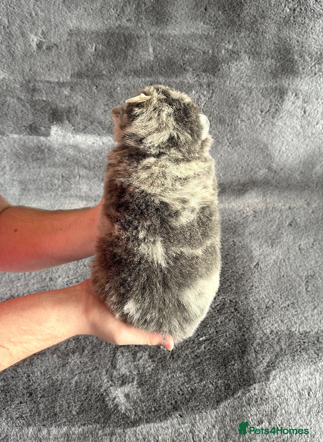 Chow Chow dogs for sale: Exotic colour Pure chow chow puppies for sale  - Image 3