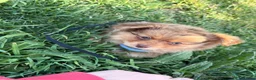Mixed Breed dogs for sale: Mix puppy  - Advert 3