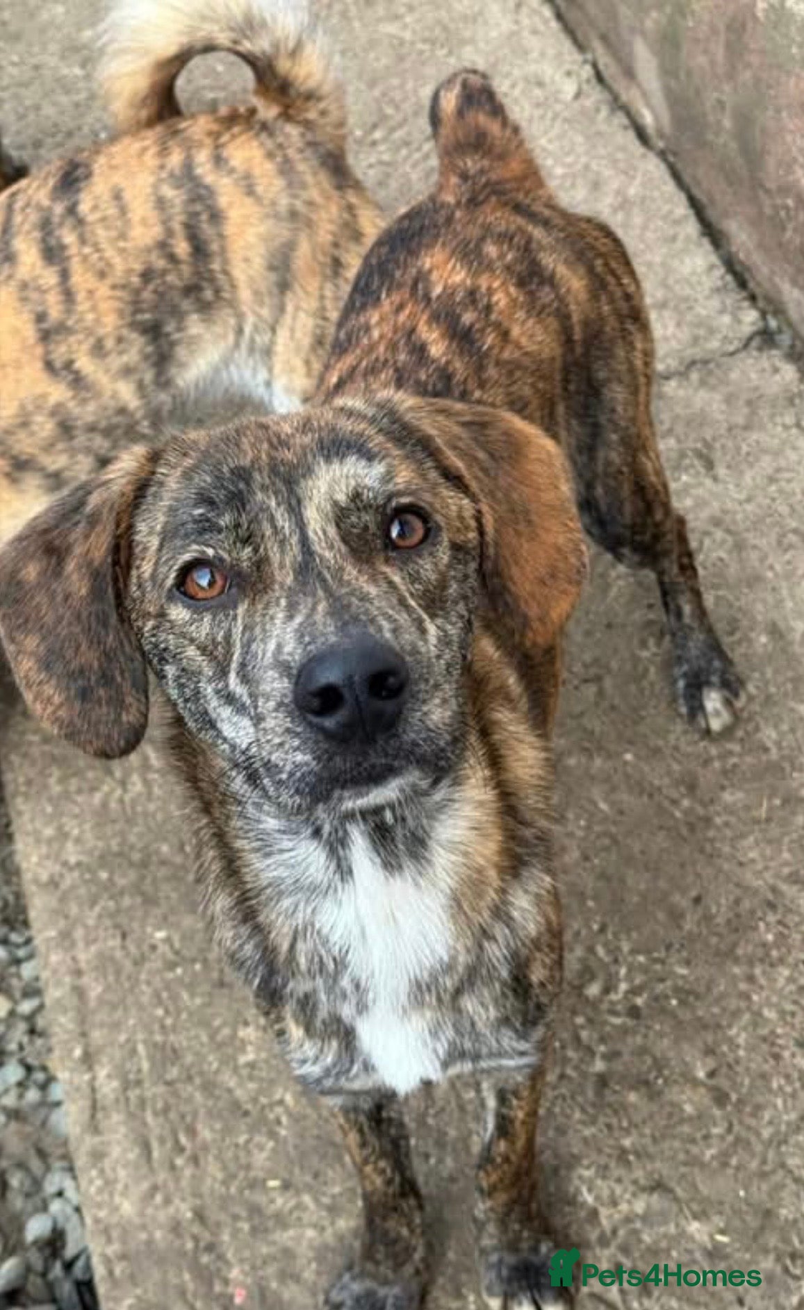 Mixed Breed dogs Beautiful Ivan is ready for his forever home - Advert 1