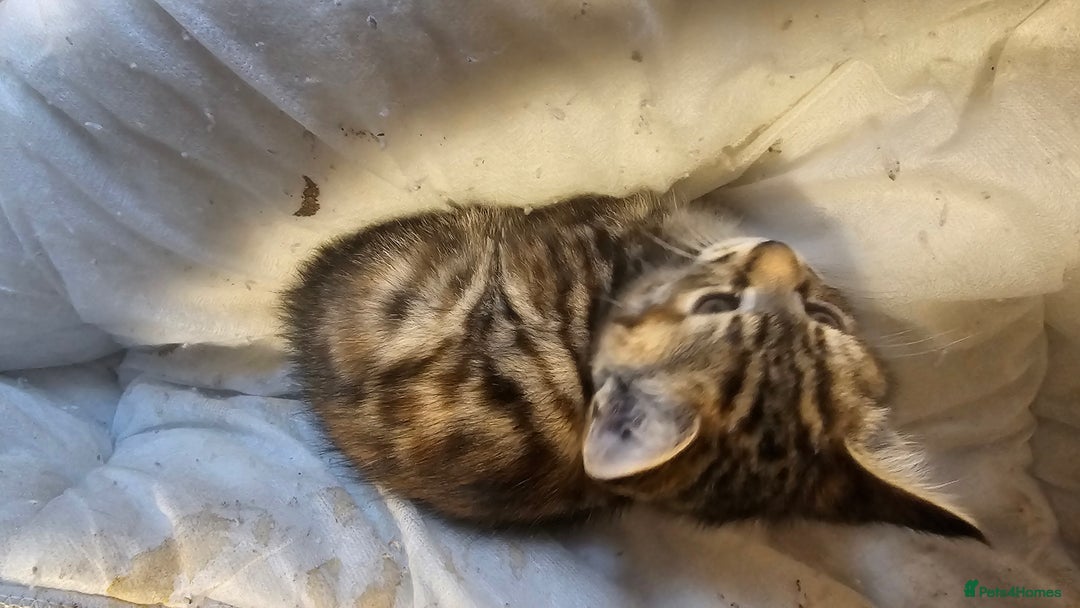 British Shorthair cats for sale: 3 Beautiful marked female kittens  - Advert 7