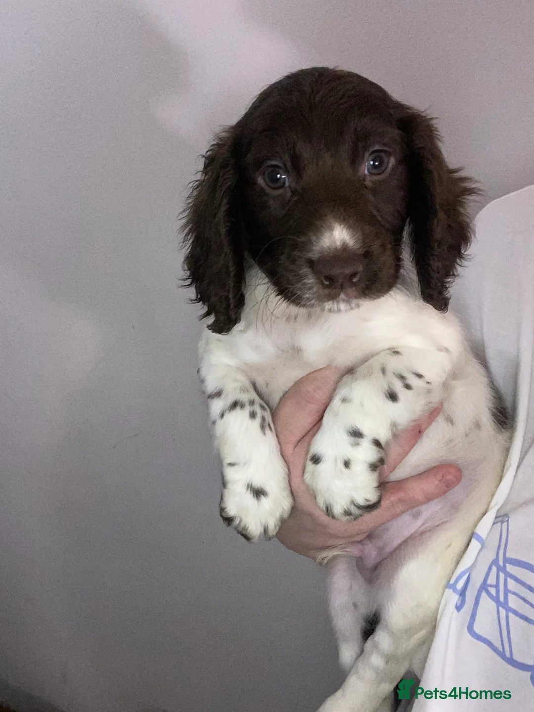 Sprocker dogs for sale: Beautiful Sprocker Puppies Ready 30th December - Advert 29