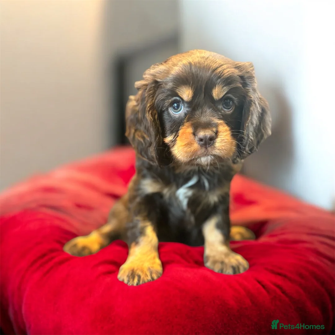 Cavalier King Charles Spaniel dogs for sale: 🌟 Chocolate & Tan Cavalier King Charles🌟  - Advert 1