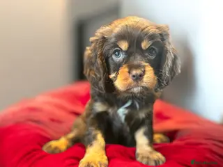 Cavalier King Charles Spaniel dogs 🌟 Chocolate & Tan Cavalier King Charles🌟 - Advert 8