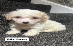 Cockapoo dogs for sale: Stunning toy cockapoo puppies  - Image 22