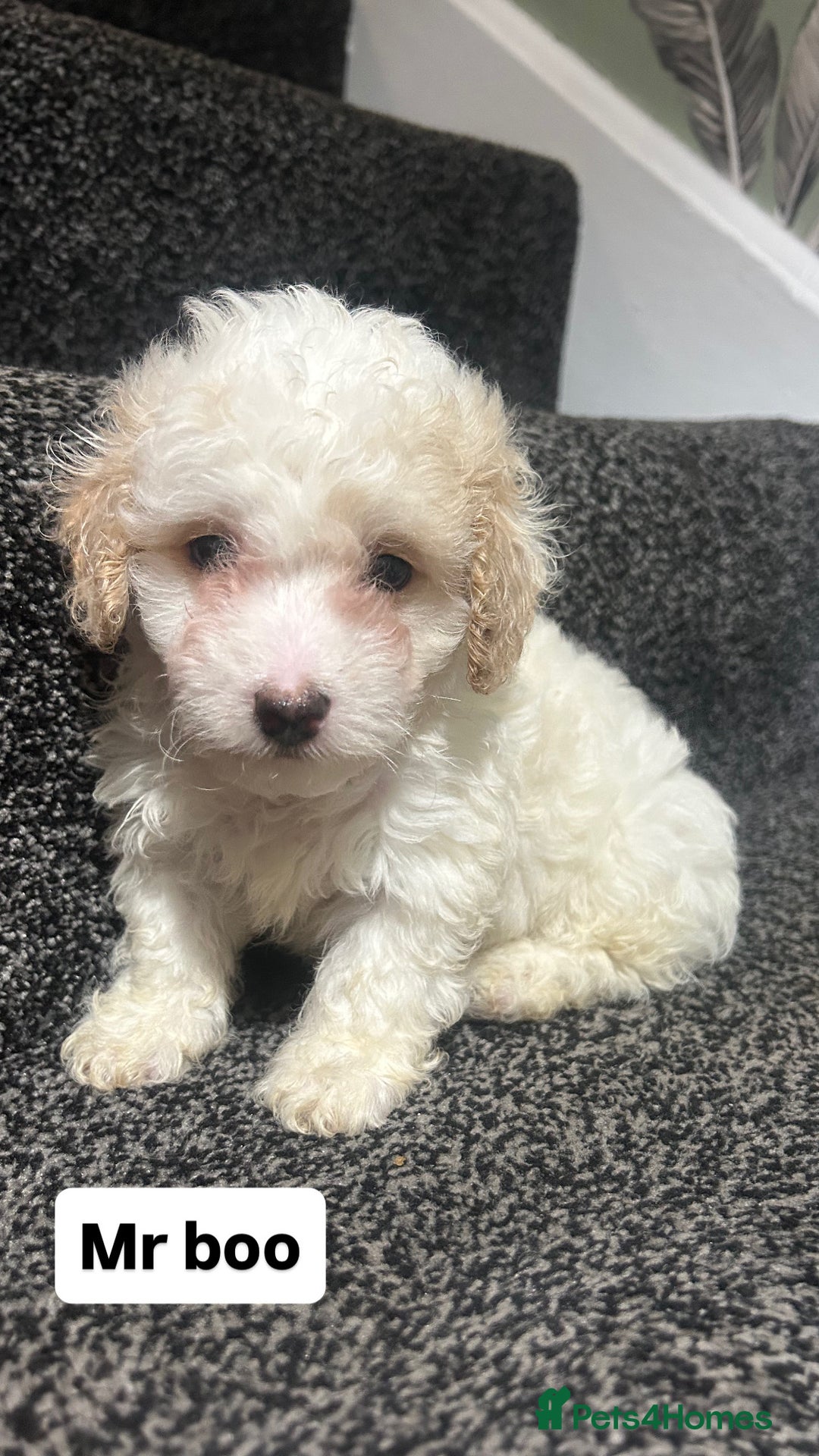 Cockapoo dogs for sale: Stunning toy cockapoo puppies  - Image 22