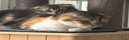 Scottish Fold cats for sale: Adorable kittens - Advert 3