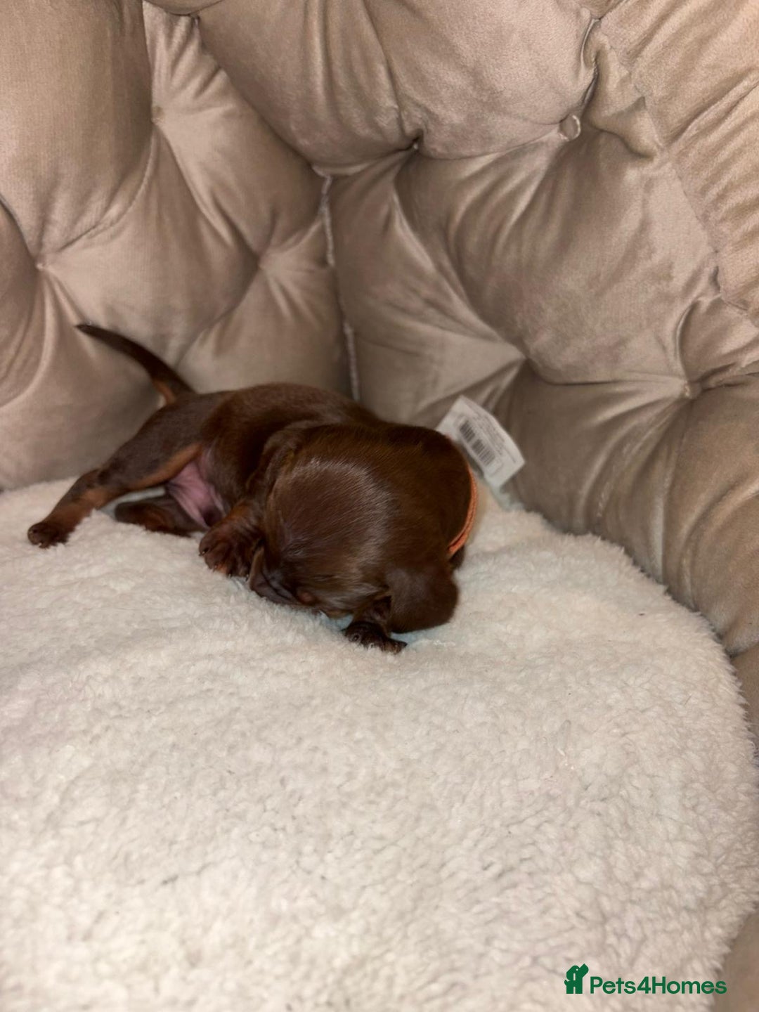 Dachshund dogs for sale: 6 mini dachshunds looking for there forever home  - Advert 4