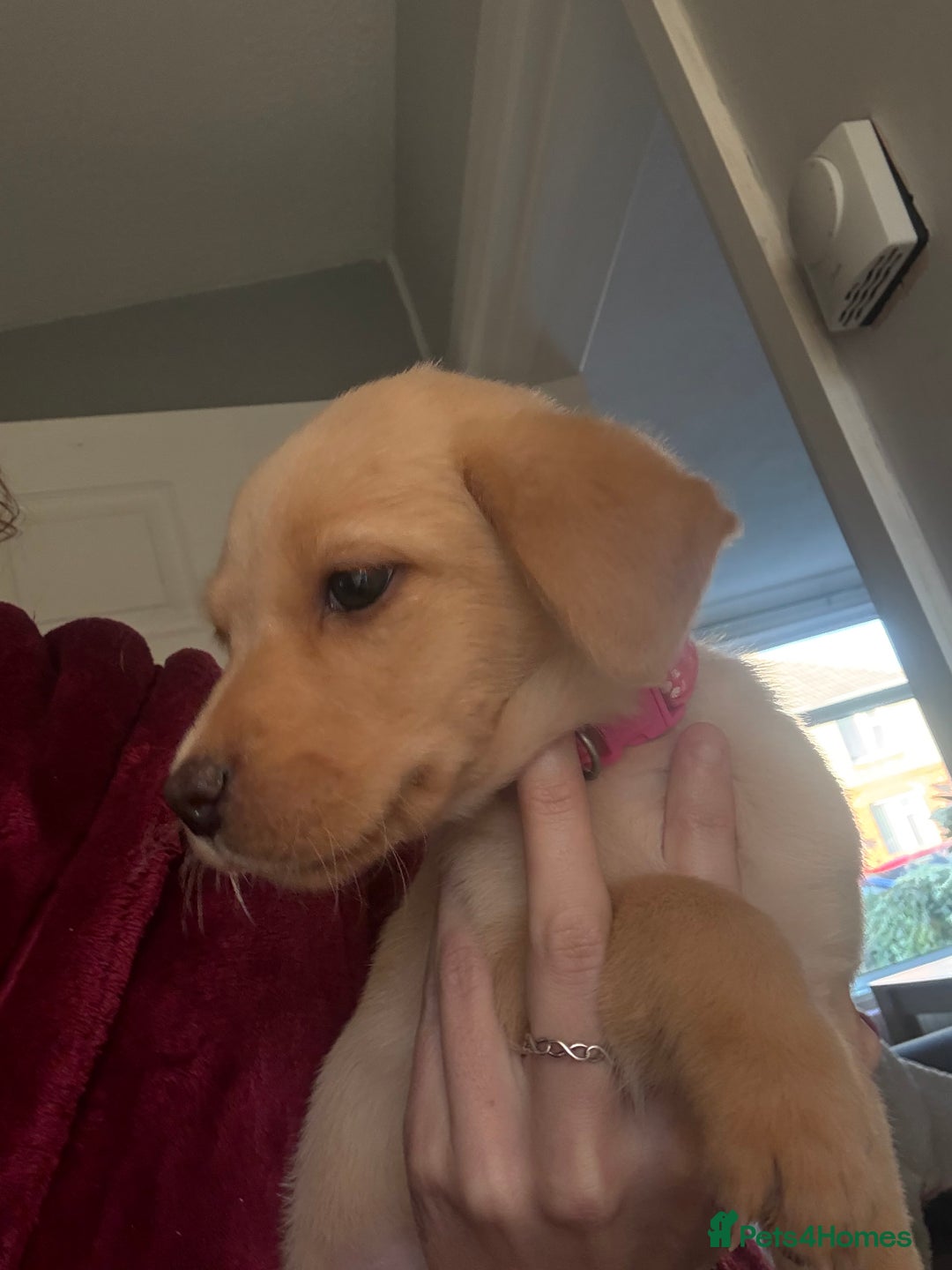 Labrador Retriever dogs for sale: KC registered Labrador puppies - Image 20