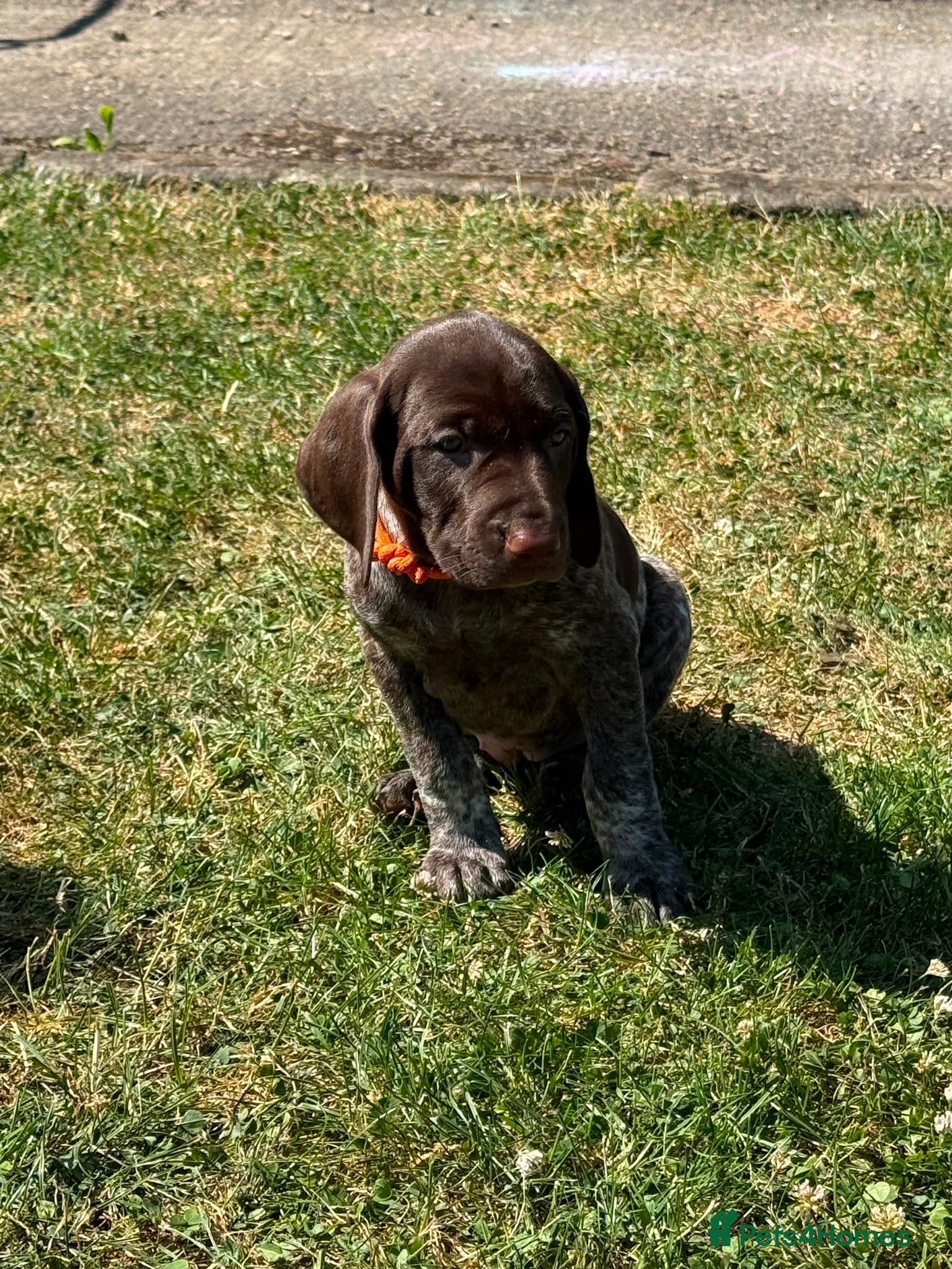 German Shorthaired Pointer dogs German Short Haired Pointer Puppies KC reg  - Advert 2