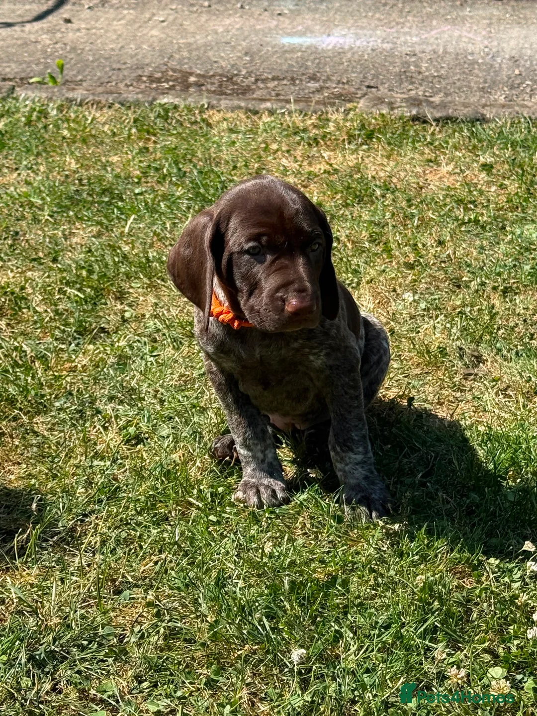 German Shorthaired Pointer dogs for sale: German Short Haired Pointer Puppies KC reg  - Advert 2