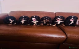 Mixed Breed dogs for sale: Labernese x Bernese mountain dog puppies  - Image 7
