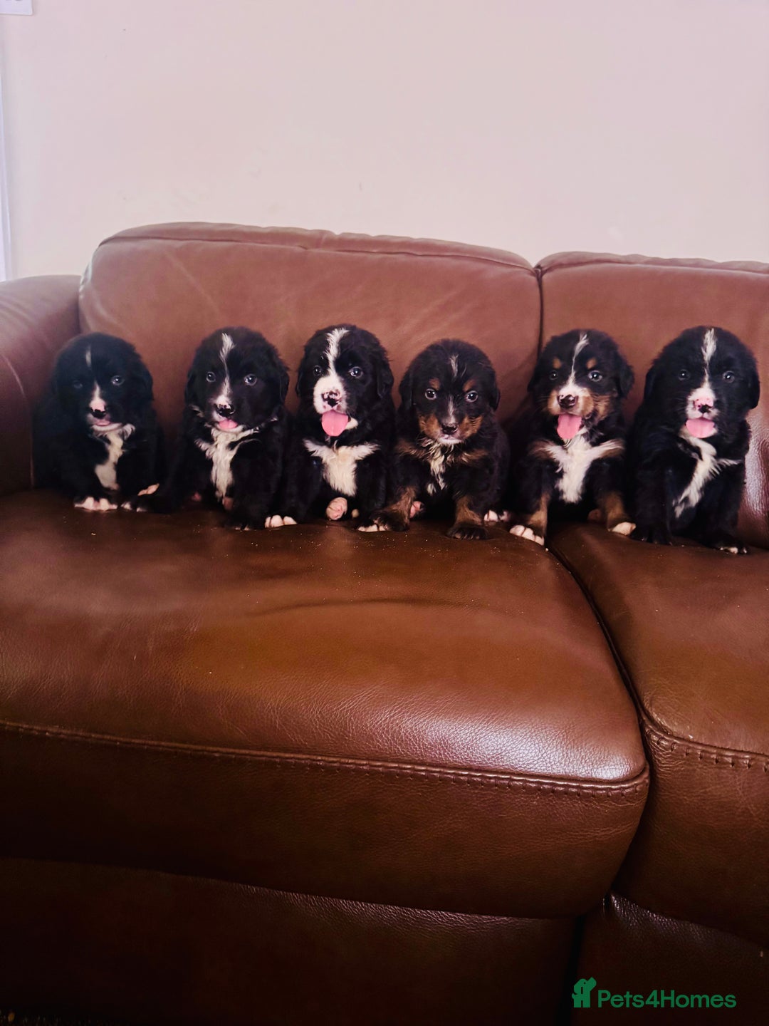 Mixed Breed dogs for sale: Labernese x Bernese mountain dog puppies  - Image 7