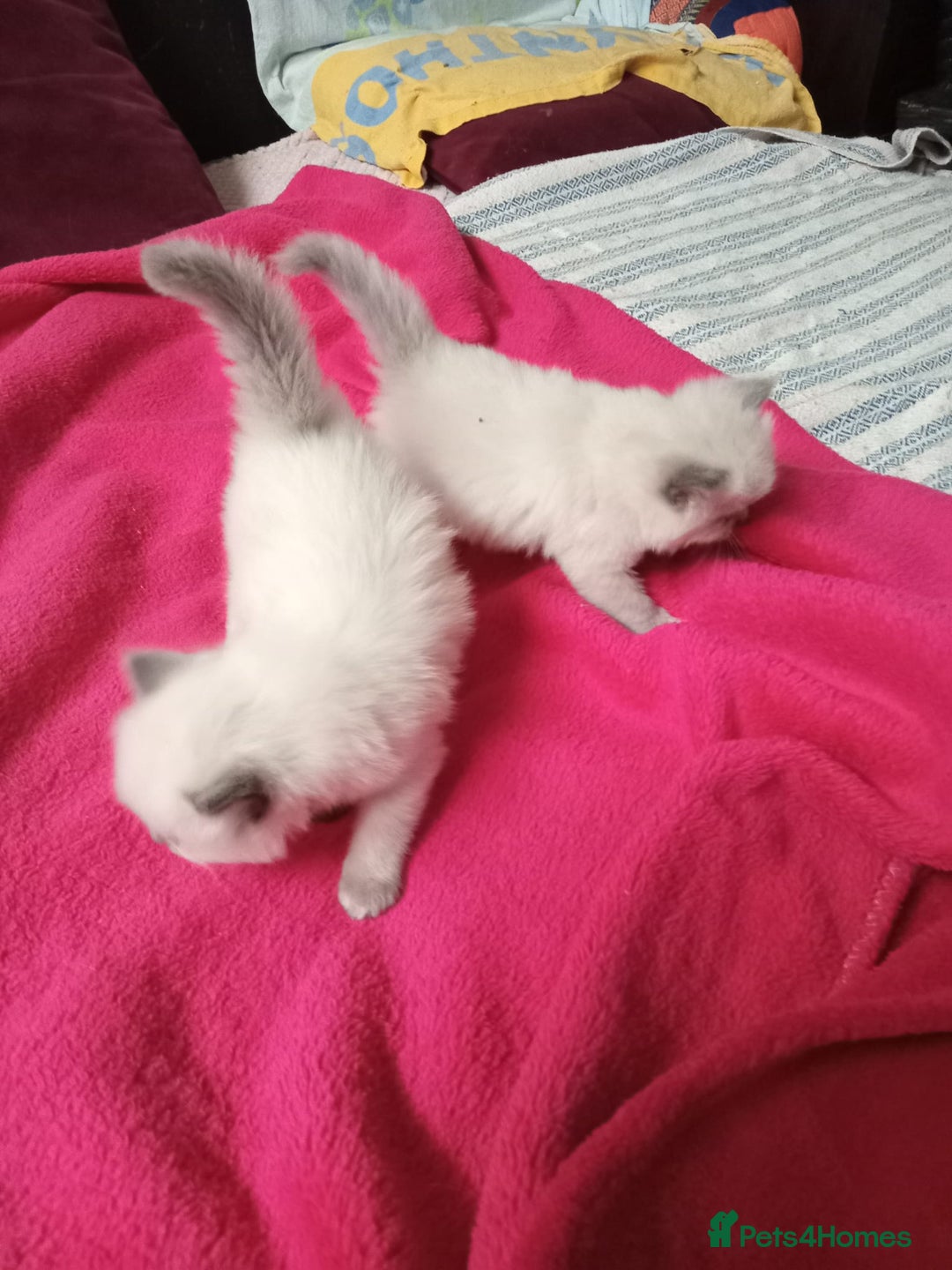 Perdoll cats for sale: RAGDAL KITTENSS  - Image 8