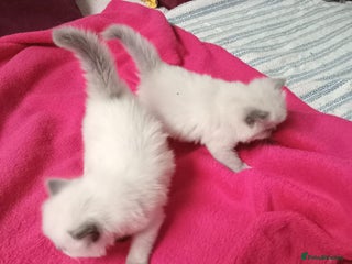 Perdoll cats - Advert 1