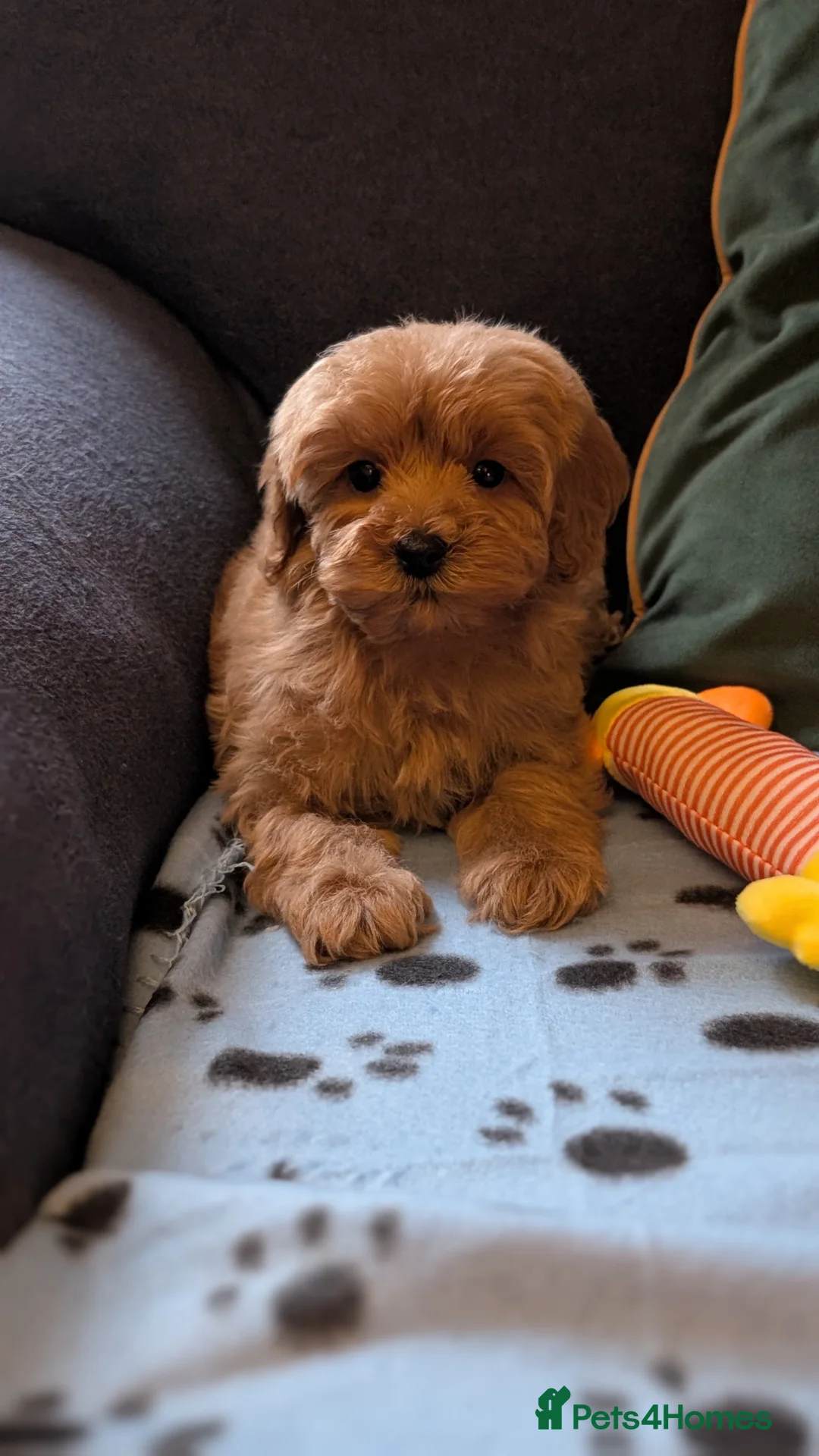Maltipoo dogs for sale: Toy Maltipoo Puppies - READY NOW - Advert 19