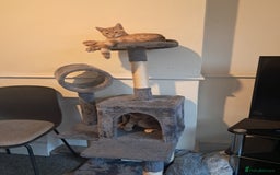 Tibetan cats for sale: 2 x male kittens  - Advert 1