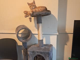 Tibetan cats 2 x male kittens - Advert 2