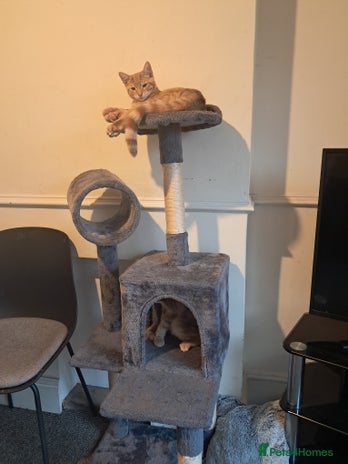 Tibetan cats 2 x male kittens - Advert 2