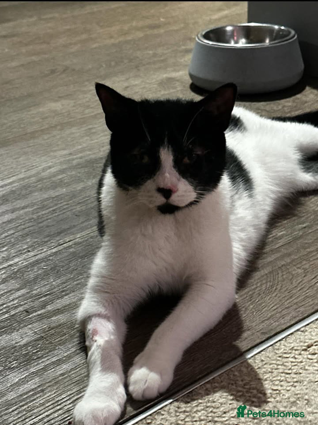 Domestic Shorthair cats for sale: Help needed for my lovely male cat Spyro - Image 3