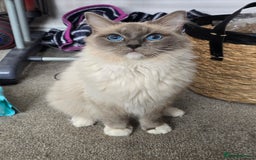 Ragdoll cats for sale: GCCF Registered female. Ready now.  - Image 8