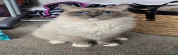 Ragdoll cats for sale: GCCF Registered female. Ready now.  - Advert 8