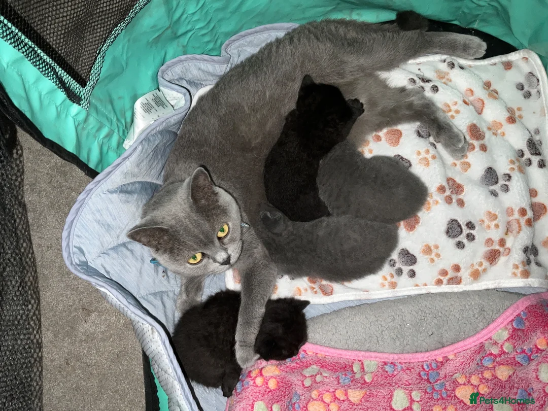 Mixed Breed cats for sale: British shorthair/domestic shorthair in Andover - Advert 2