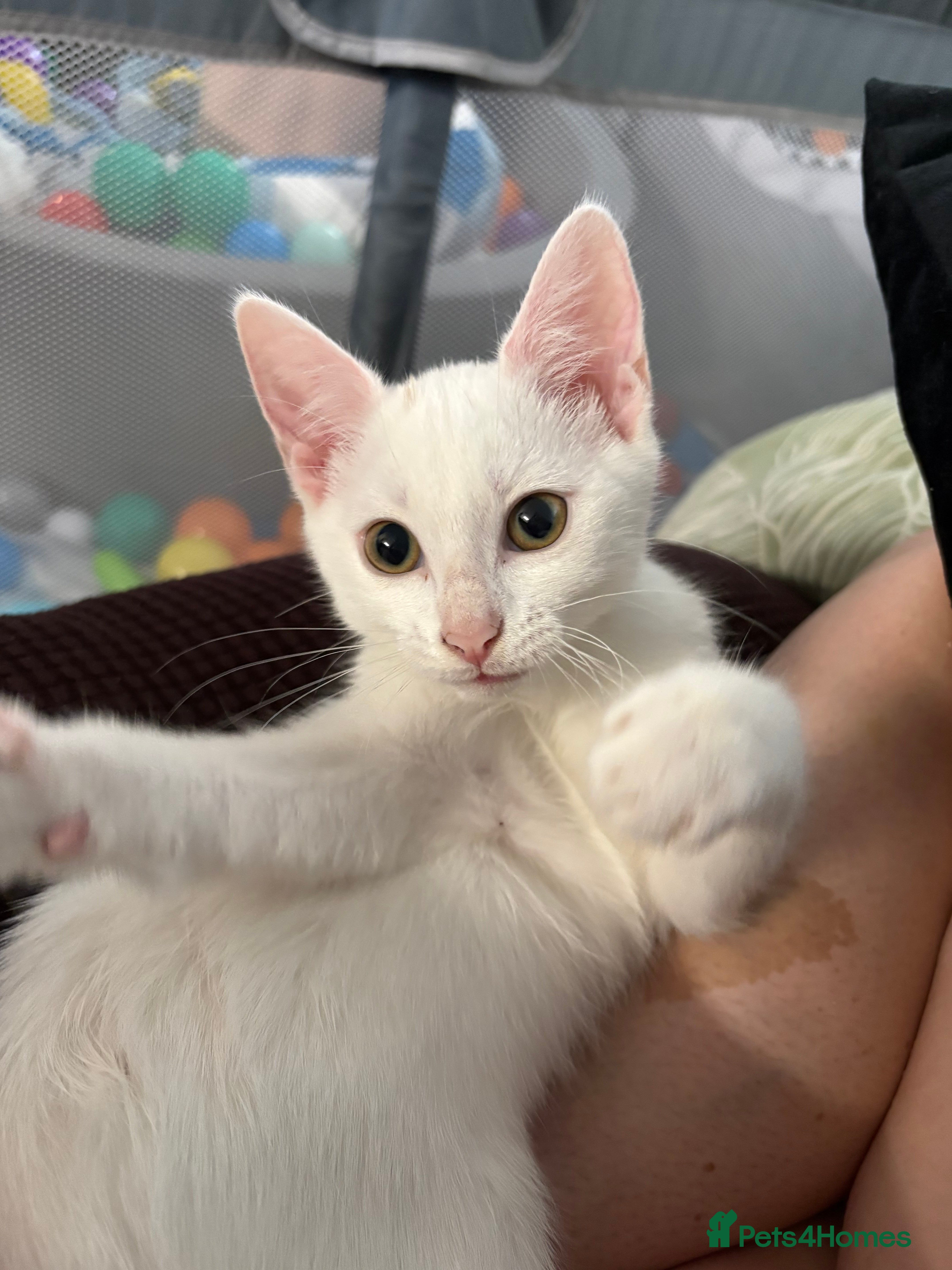 Mixed Breed cats 4 kittens for sale (only one left now)  - Advert 2