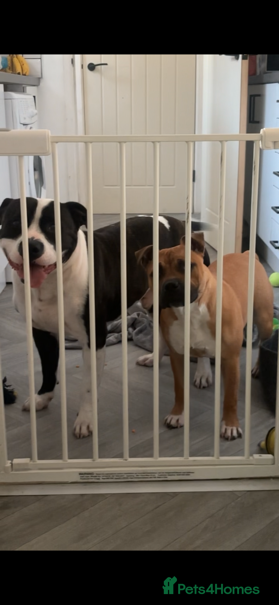 Staffordshire Bull Terrier dogs Beautiful Female Red Staffy Puppy – KC Registered - Advert 1