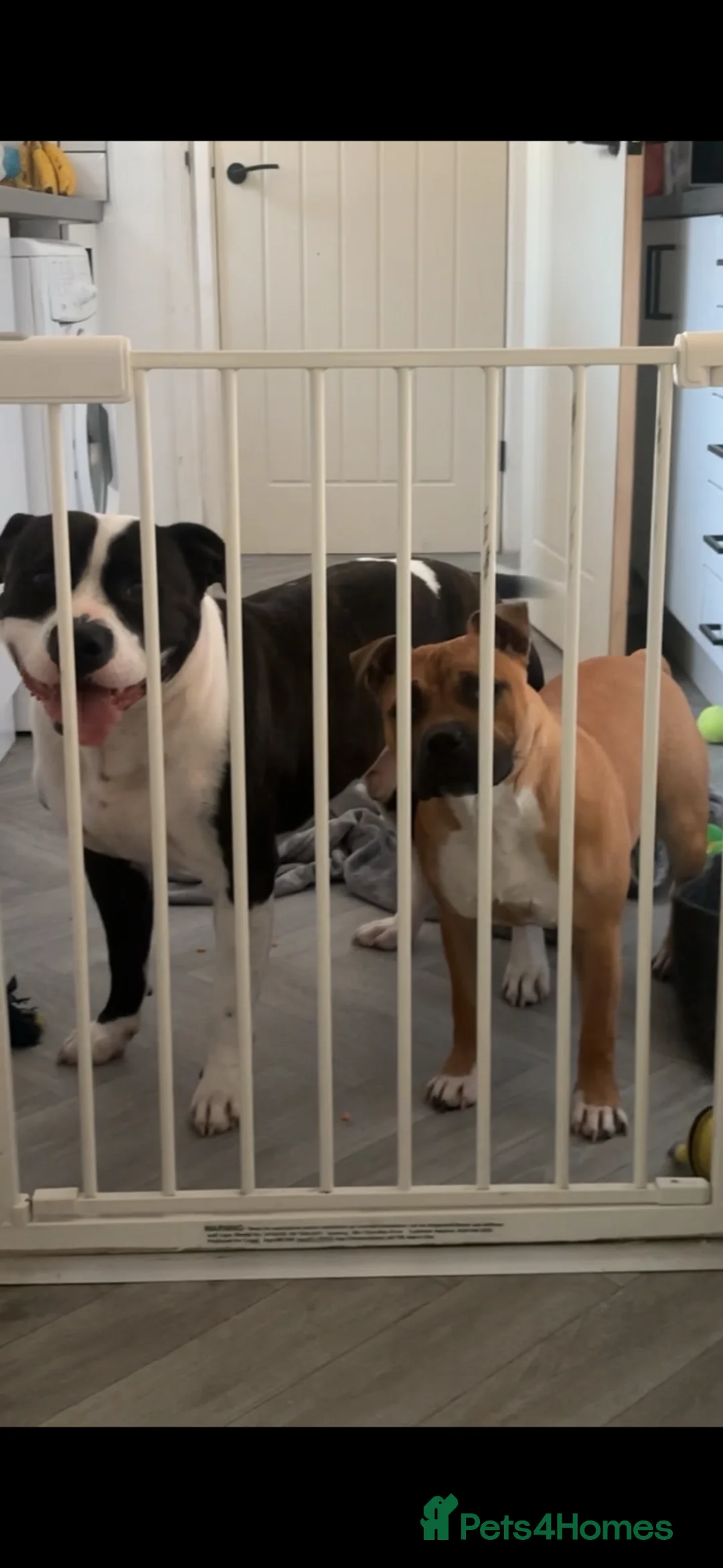 Staffordshire Bull Terrier dogs for sale: Beautiful Female Red Staffy Puppy – KC Registered - Advert 1
