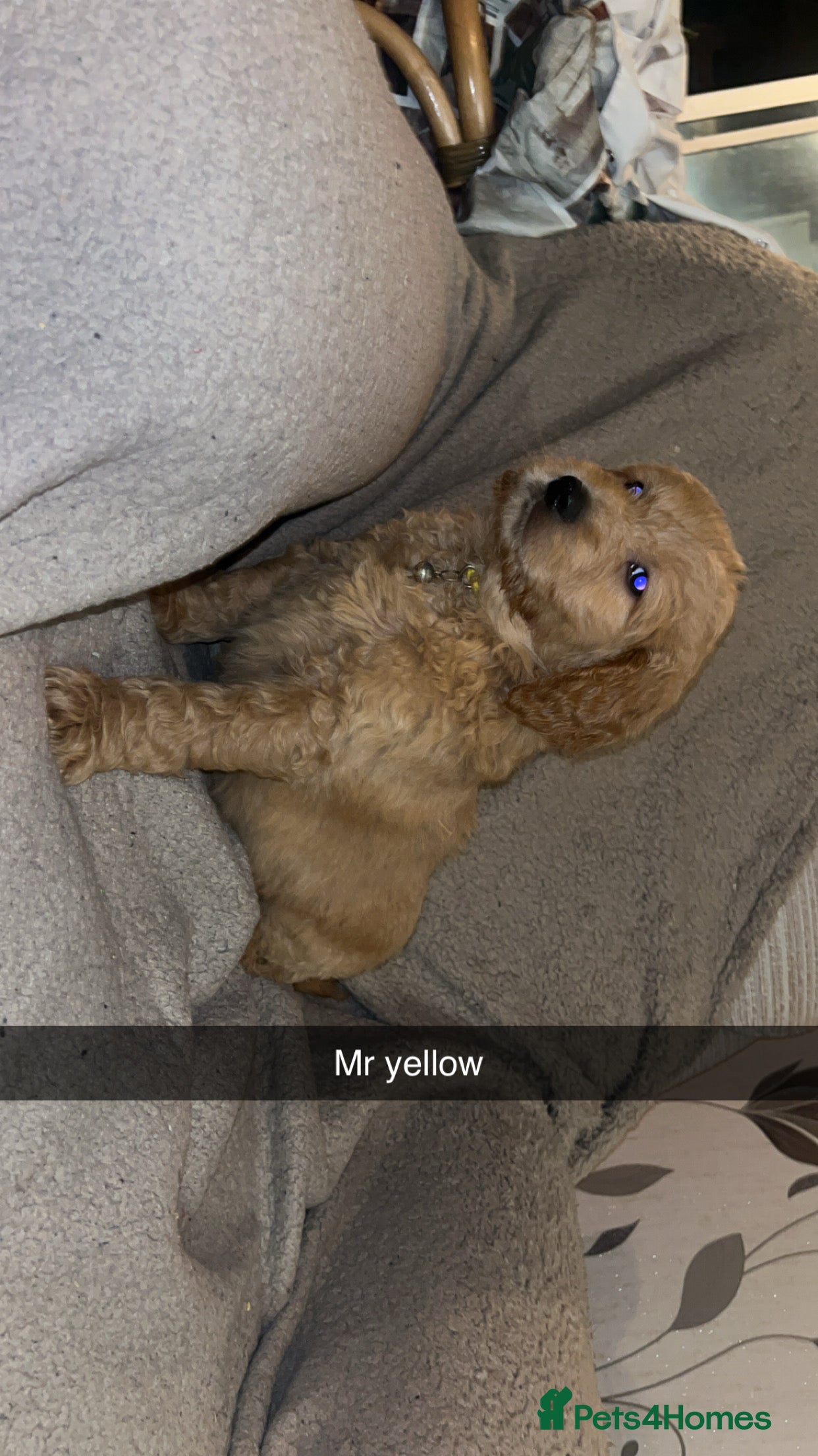 Goldendoodle dogs F1 golden doodle 4 left viewings now available. - Advert 10
