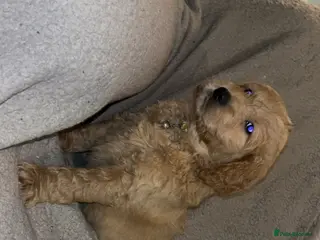 Goldendoodle dogs F1 golden doodle 4 left viewings now available. - Advert 10