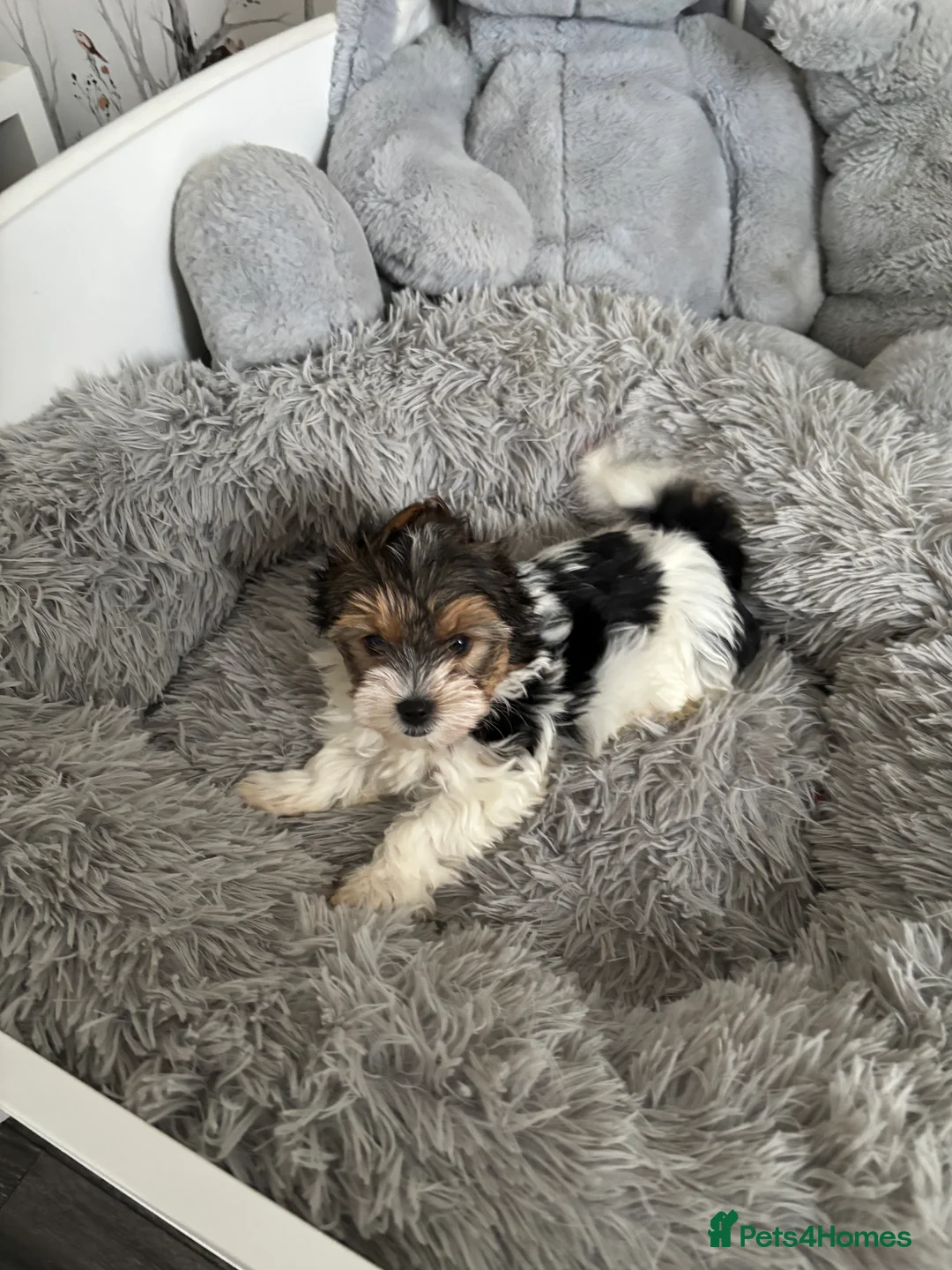 Yorkshire Terrier dogs for sale: 3 VERY SMALL GIRLS LEFT - Advert 4